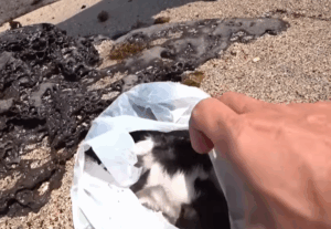 海に捨てられたビニール袋　その中には衰弱した子猫が…→急いで保護した結果、1年後の姿に「涙が出ました」「ありがとう」