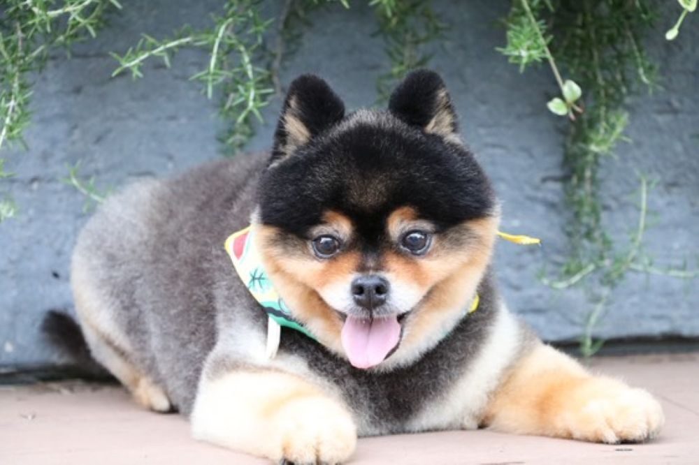 普段のたろ吉ちゃん①（＠kyabetubatakeさんより提供）