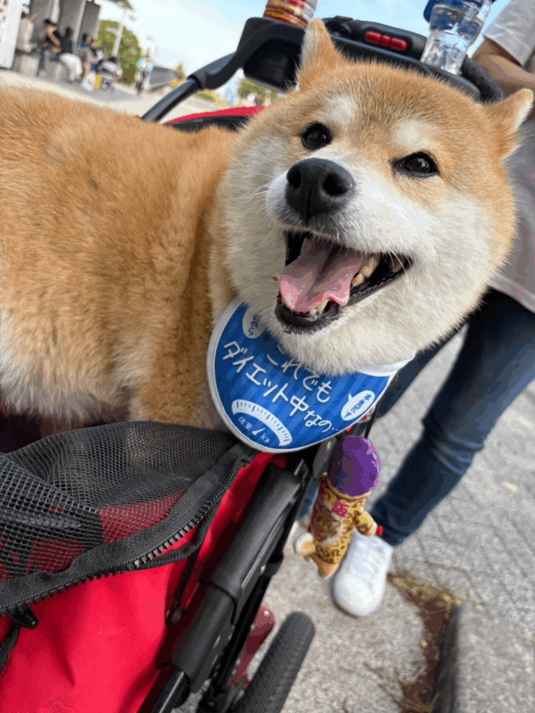 【実際の写真】ワンちゃんの反応