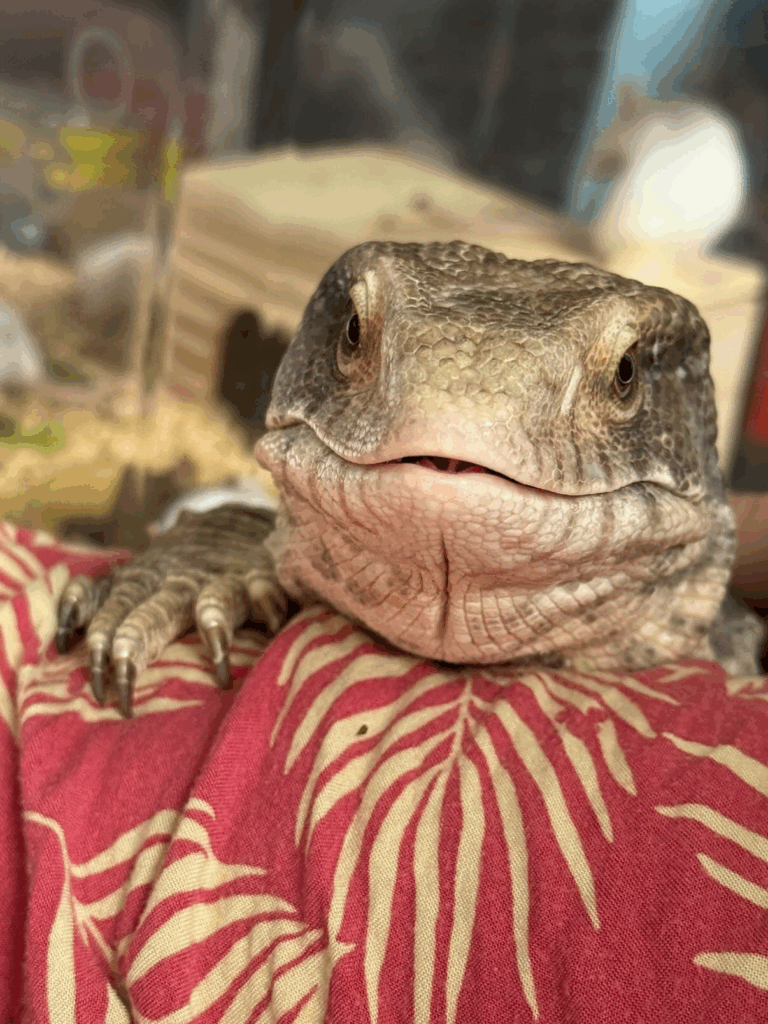 普段のどんちゃん①（＠aya_repppppさんより提供）