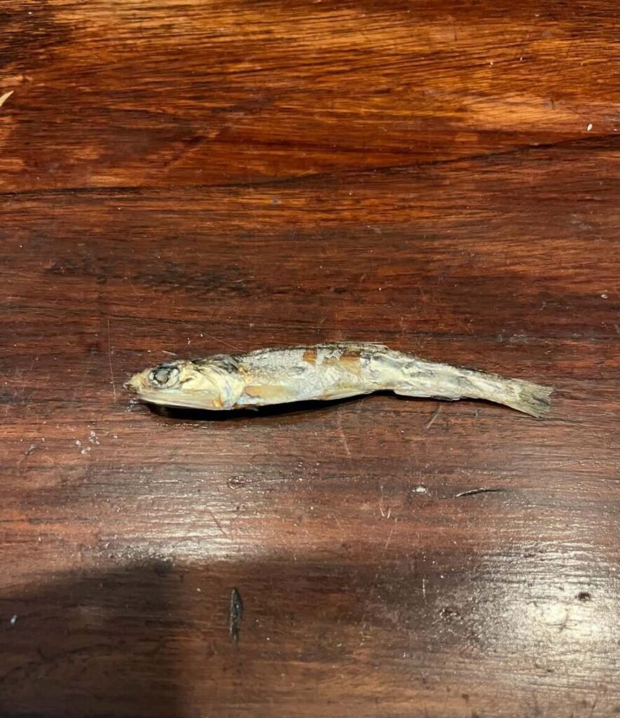 いつもの煮干しが…（@inayushiyuさんより提供）