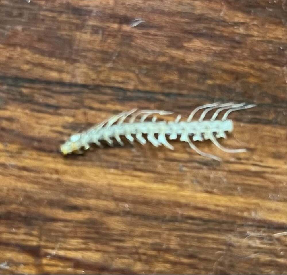 お見事！（@inayushiyuさんより提供）