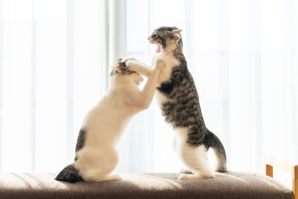 ケンカするジンくんとウミちゃん（@kazutoshi_ono_さんより提供）