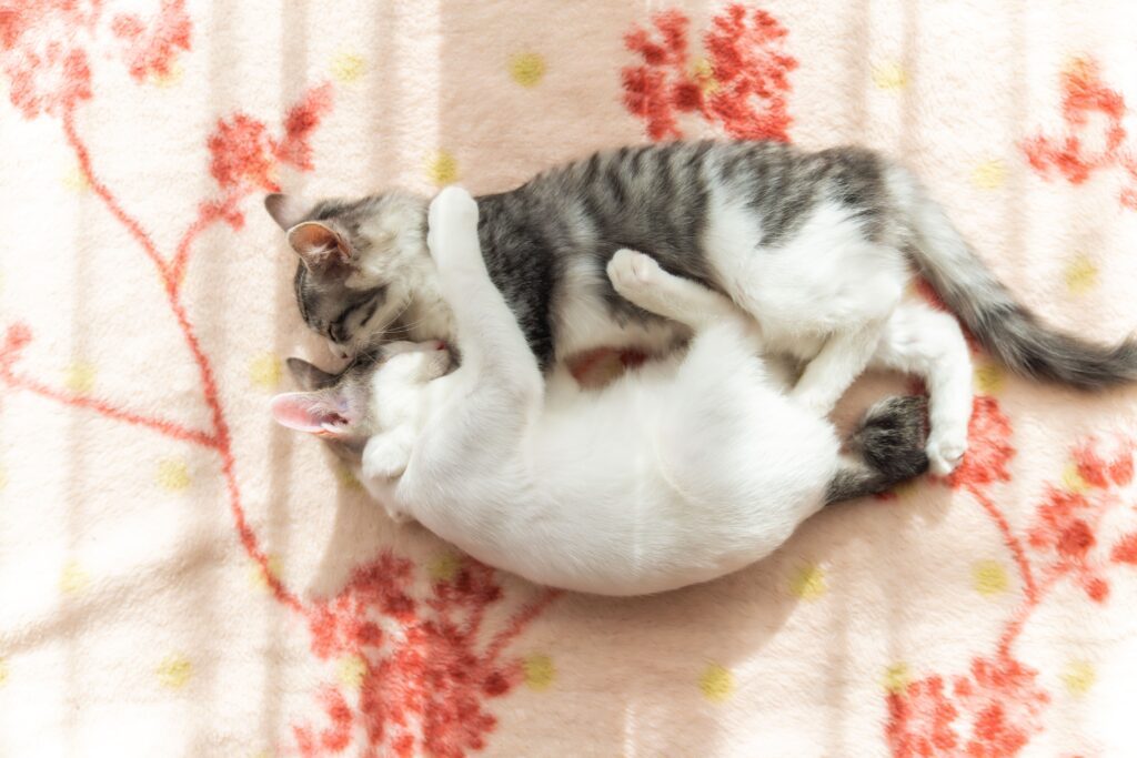 一緒に眠るジンくんとウミちゃん（@kazutoshi_ono_さんより提供）