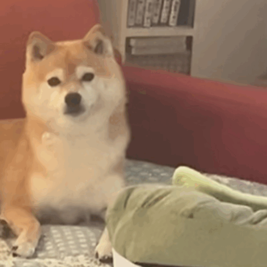 飼い主さんの顔を忘れちゃった？（@superkomarichanさんより提供）