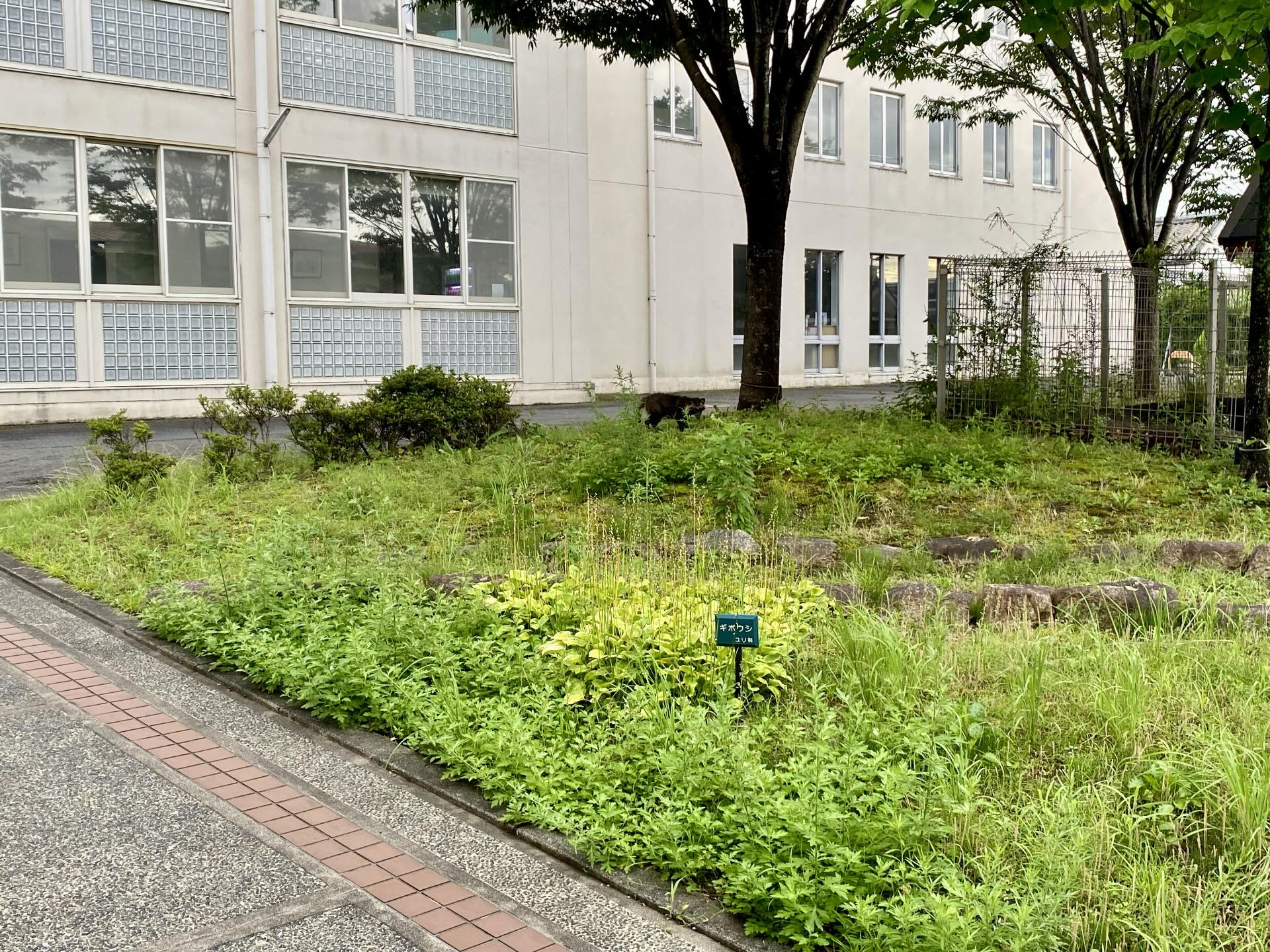 保育園の帰り道　2歳娘「猫がいるね」→母がよく見てみると…　まさかの正体に「街中におるとは」「猫に見える」