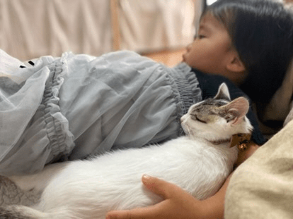 おうちの猫ちゃんと一緒に（@kayuuuuiiさんより提供）
