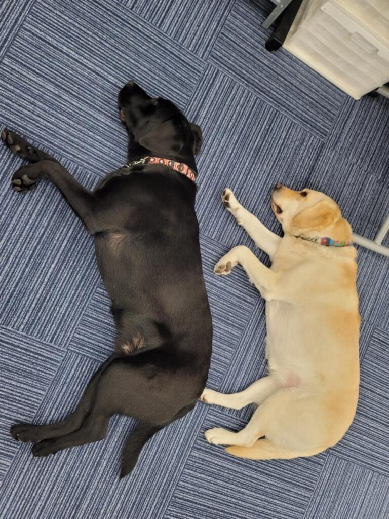 シンクロで眠るジュリーちゃんとカイくん（@julie1115kai817さんより提供）