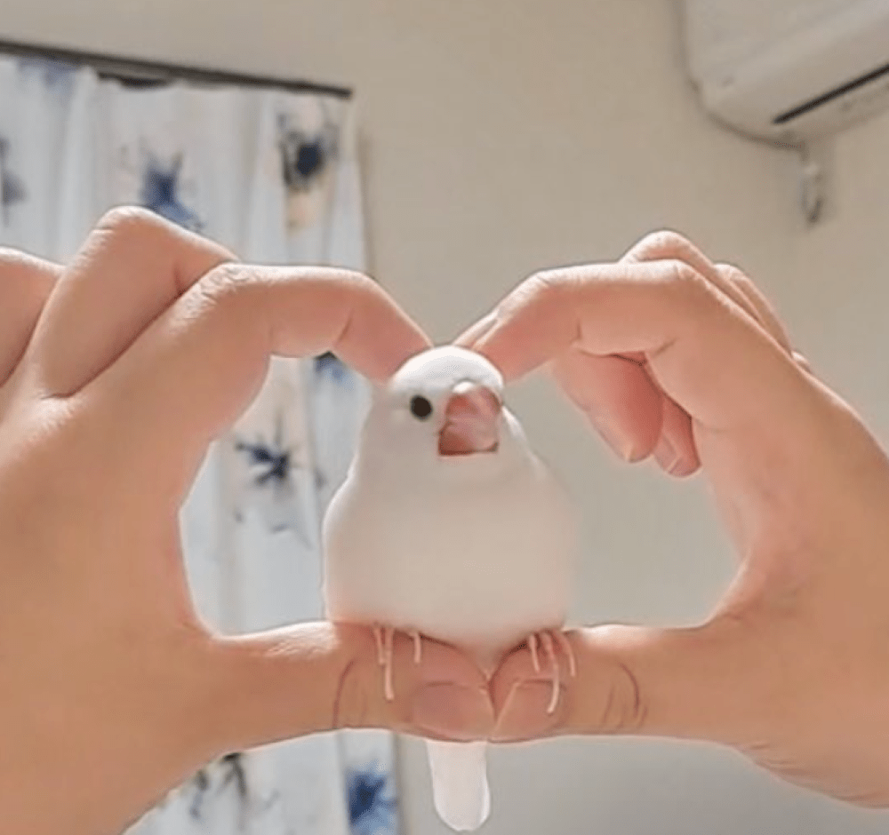 ハートに収まるリラちゃん③（＠ok0mecomeさんより提供）