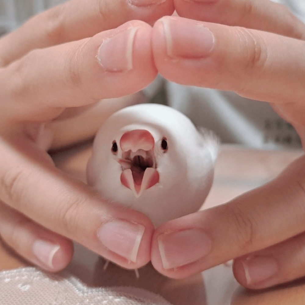 祖先の恐竜のような姿（＠ok0mecomeさんより提供）