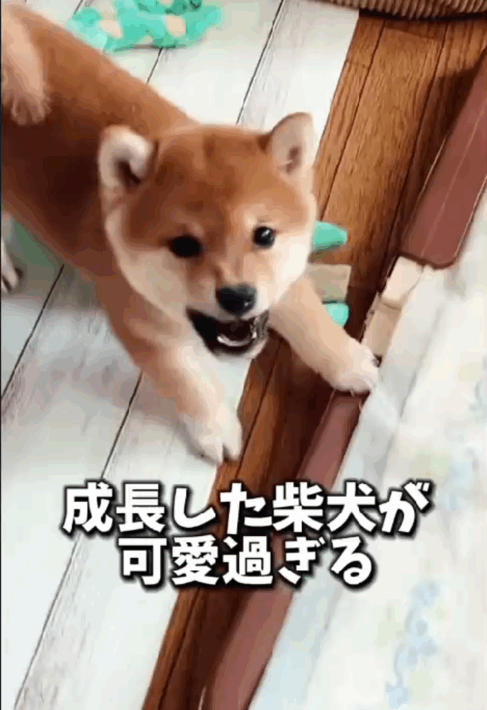 【実際の写真5枚】　３年後の様子