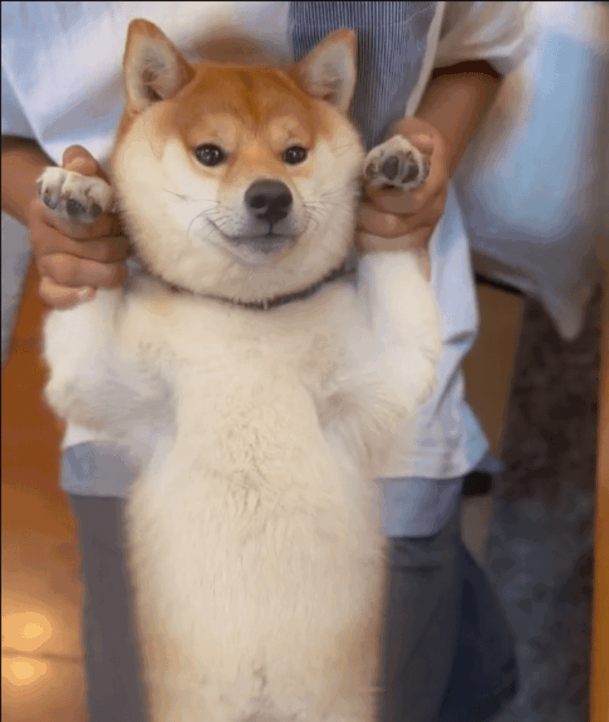 穏やかなワンちゃんに（@mamechiyo728さんより提供）