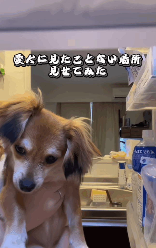 冷蔵庫を覗くきなこちゃん（＠user1232567490502さんより提供）