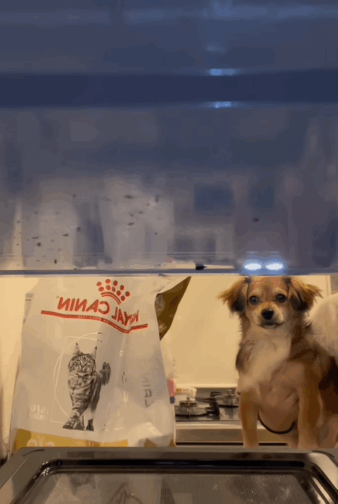 電子レンジを覗くきなこちゃん（＠user1232567490502さんより提供）