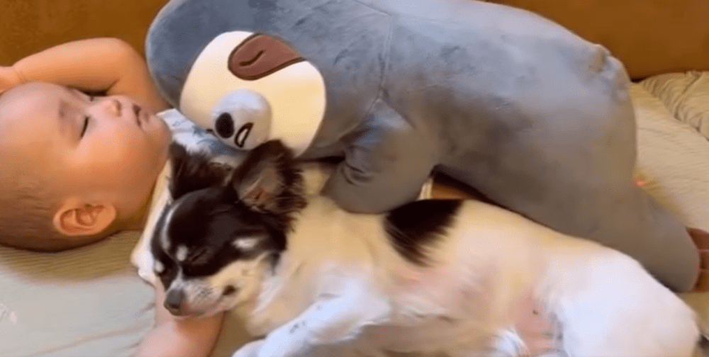 一緒にお昼寝（@maa._.715さんより提供）