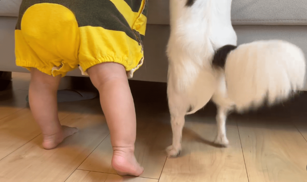 ムチムチあんよと細く小さなあんよが…！（@maa._.715さんより提供）