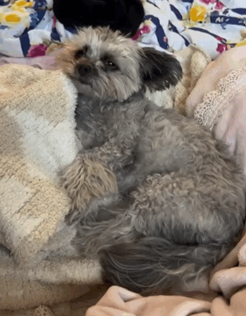 眠そうなピーターくん（＠peter.tiwapoさんより提供）