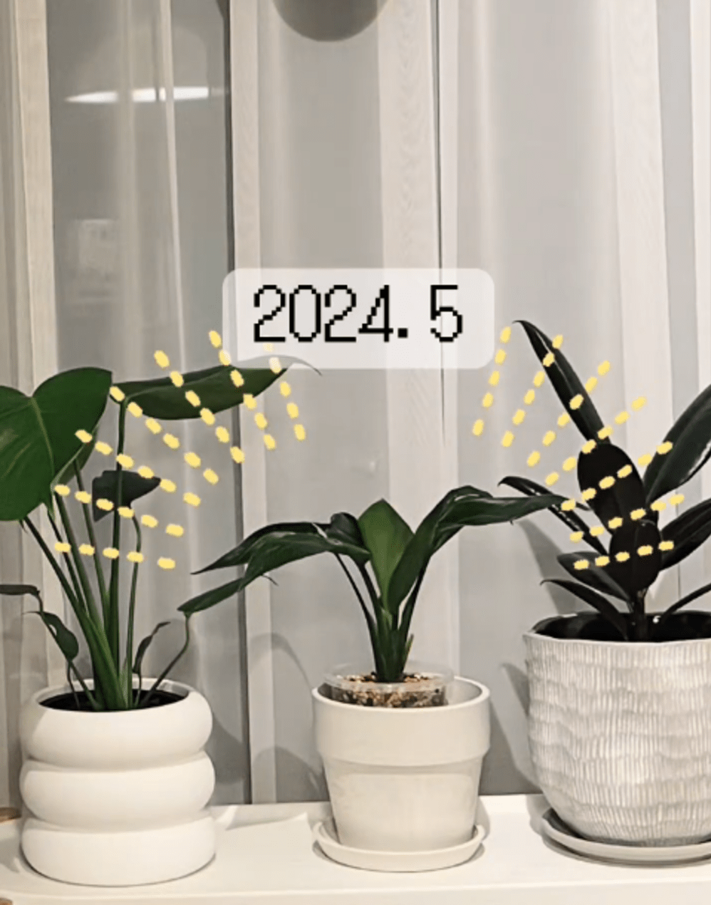 100円ショップで買った観葉植物を育ててみた結果…　突然起きた予想外の変化に「びっくり」「天才」「まだ売ってるかな」