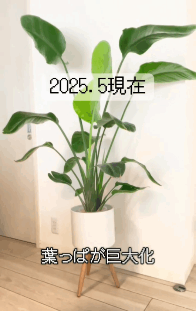 まさかの100円ショップ購入品？（@yurihome2さんより提供）