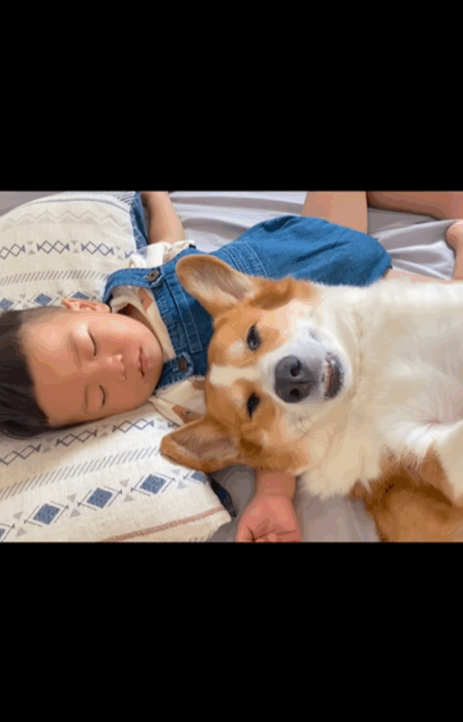 体を預けて眠るサクくん（＠mugi.saku__corgiさんより提供）