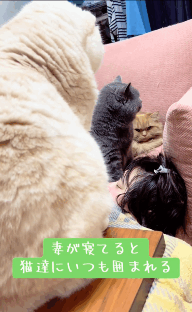 猫ちゃんたちから包囲された奥さん（@takopo1013より提供）