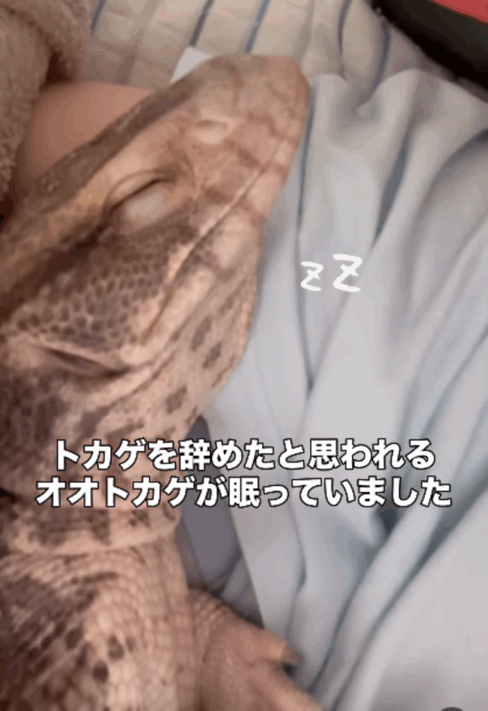 寝ているどんちゃん①（＠aya_repppppさんより提供）