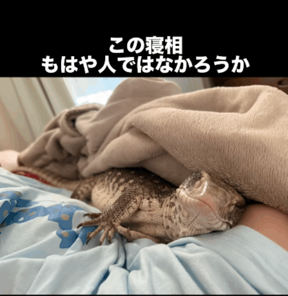 寝ているどんちゃん③（＠aya_repppppさんより提供）