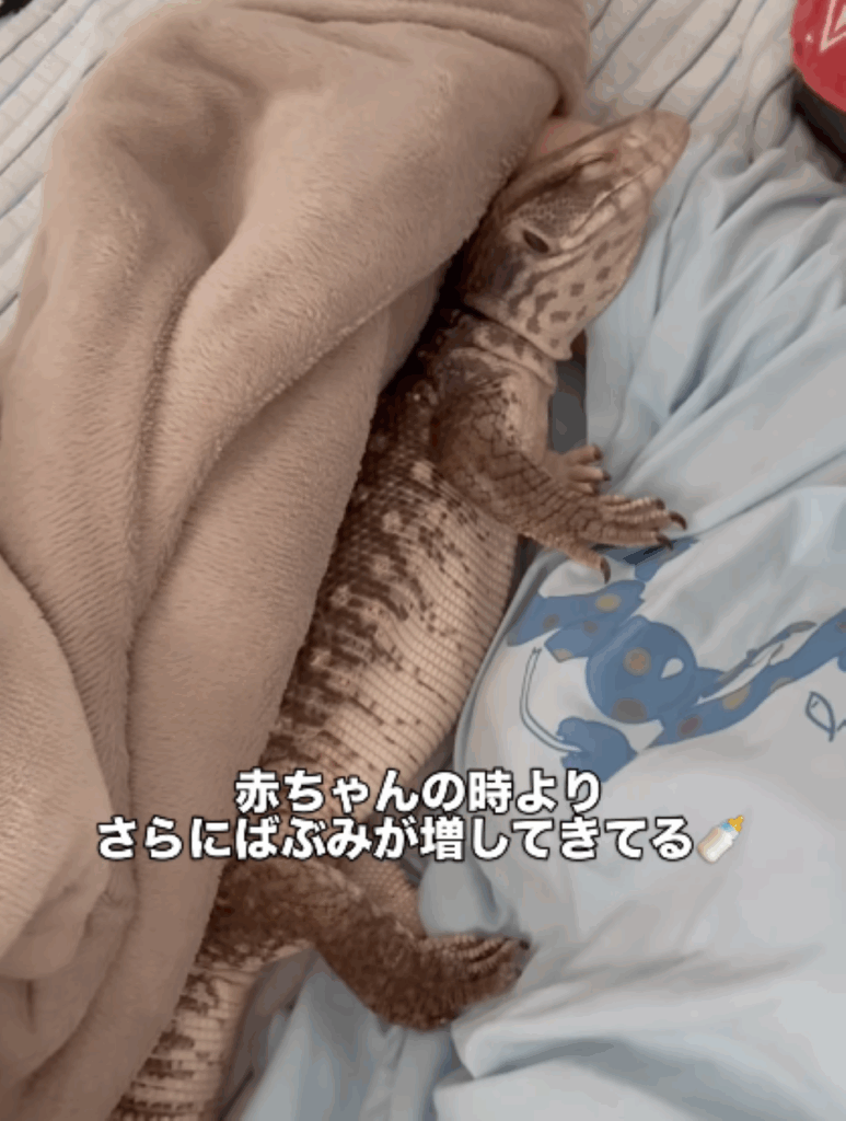 寝ているどんちゃん②（＠aya_repppppさんより提供）