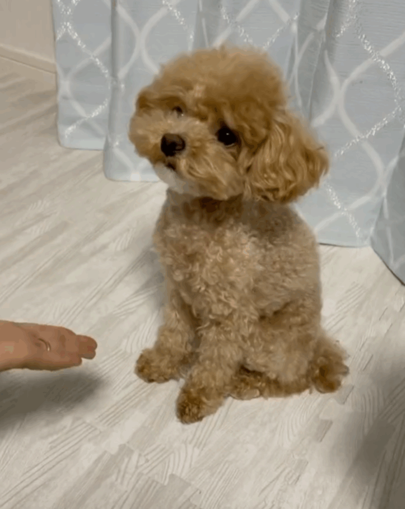 お手の練習をしていると…！？（@Leo_Latte_akiさんより提供）