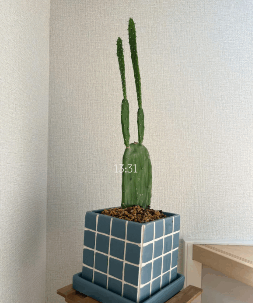 成長に伴い植木鉢を変えて…（＠ce1i_caさんより提供）