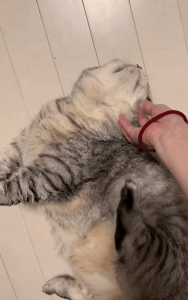 自分でカキカキしてると思ってる？（@mochi_omochi515さんより提供）