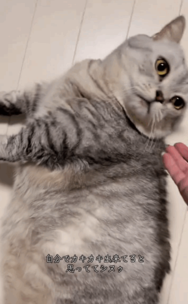 のんびり屋で甘えん坊のもちくん（@mochi_omochi515さんより提供）