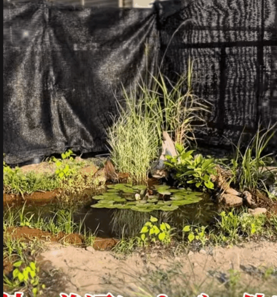 完成したビオトープ①（＠always_summer_vacationさんより提供）