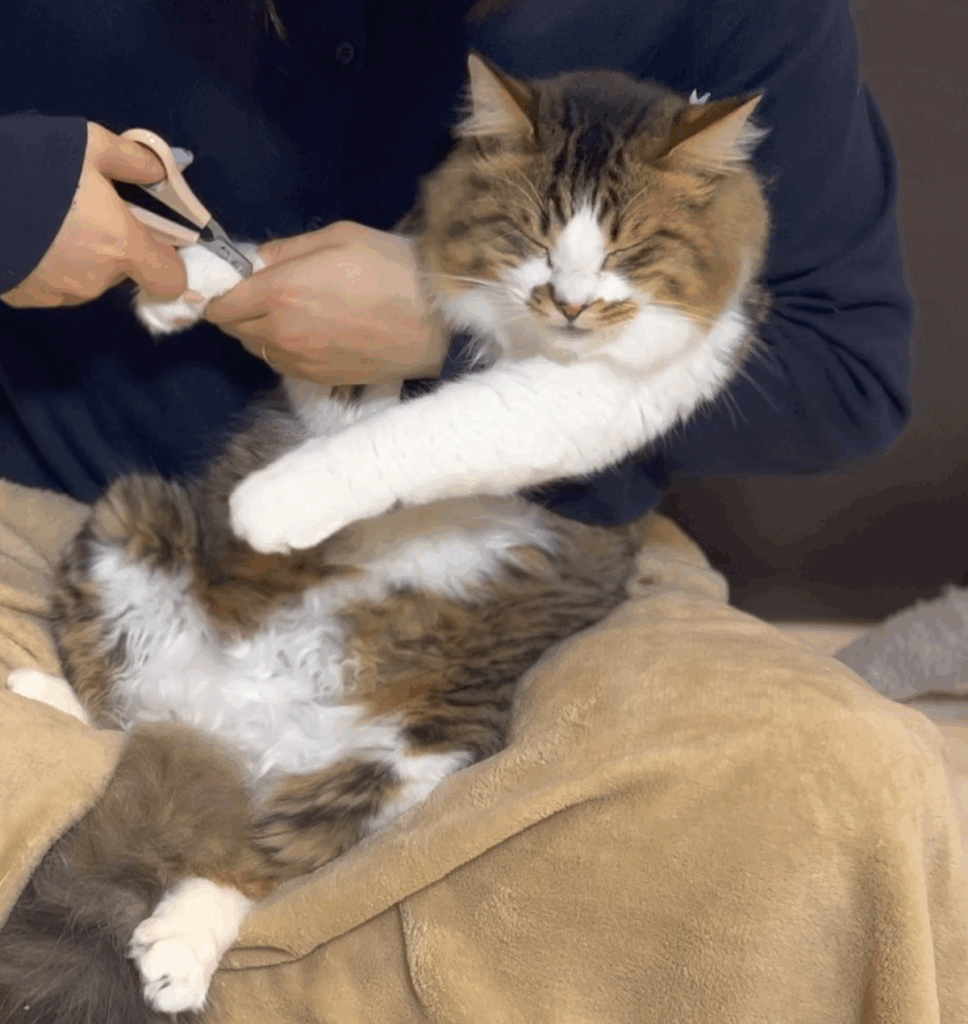 爪切りがイヤすぎてすごい顔をするほたてくん（@hotanyanさんより提供）