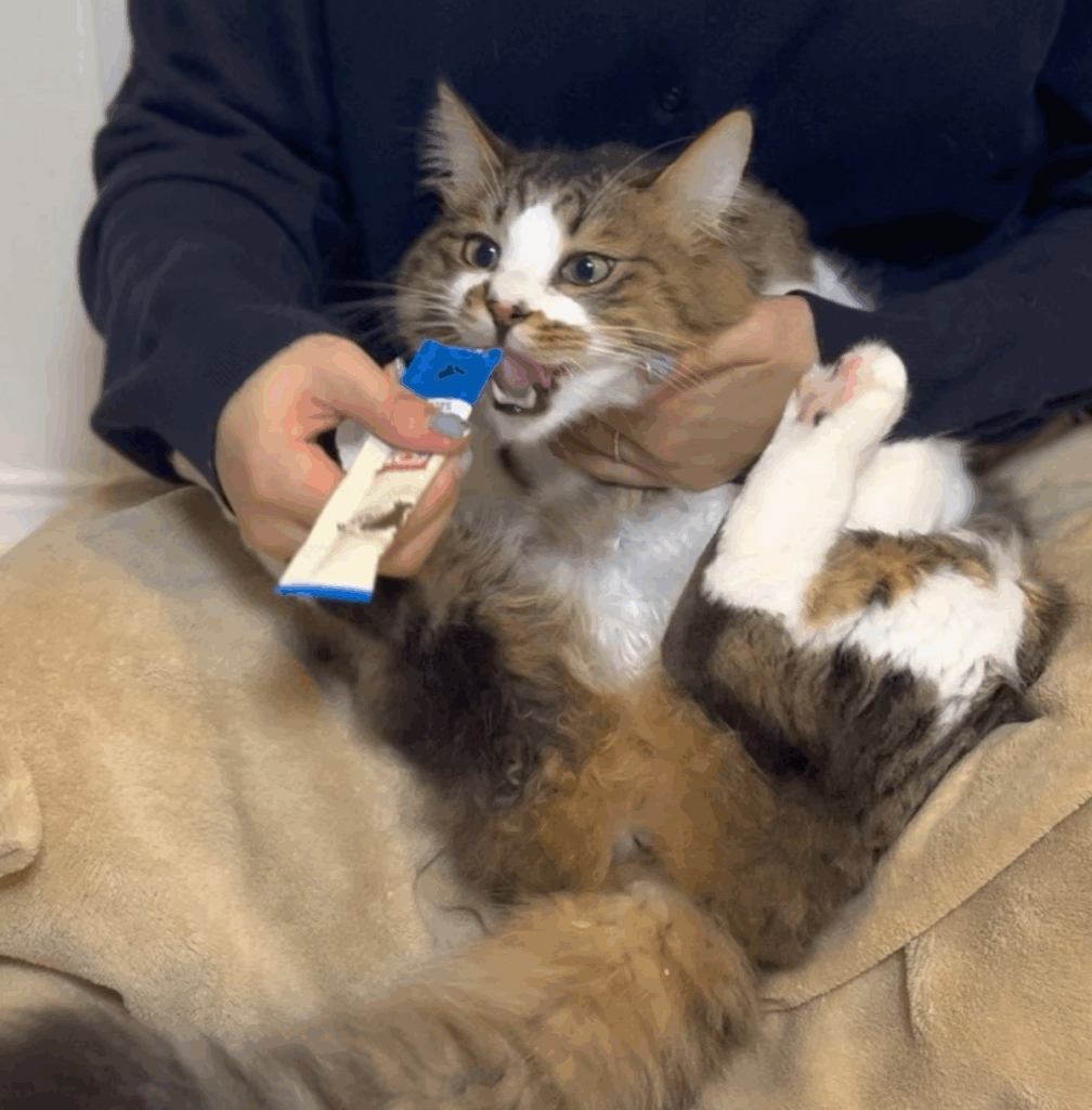 ご褒美のおやつを夢中で食べるほたてくん（@hotanyanさんより提供）