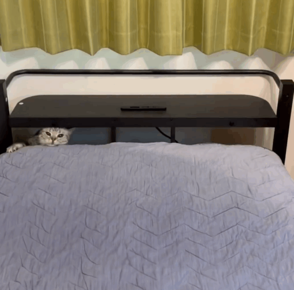 今度は別の場所から（@cat_anko3さんより提供）