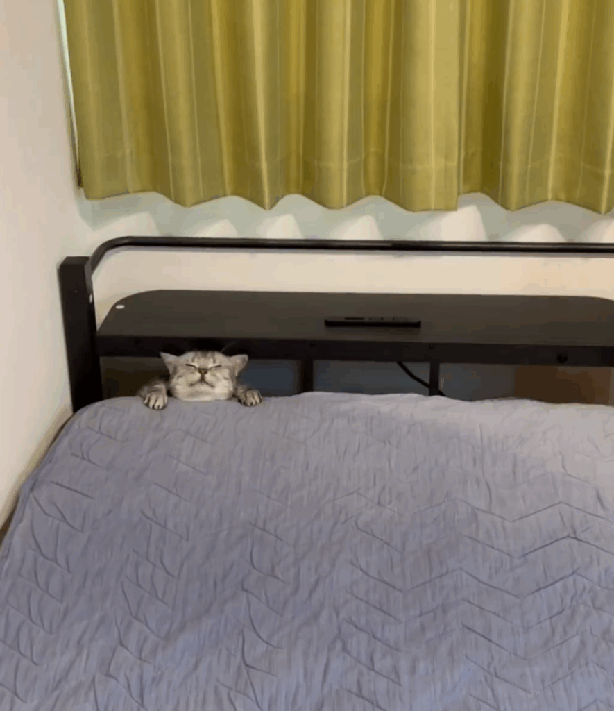 引っ込む途中の顔もキュート（@cat_anko3さんより提供）