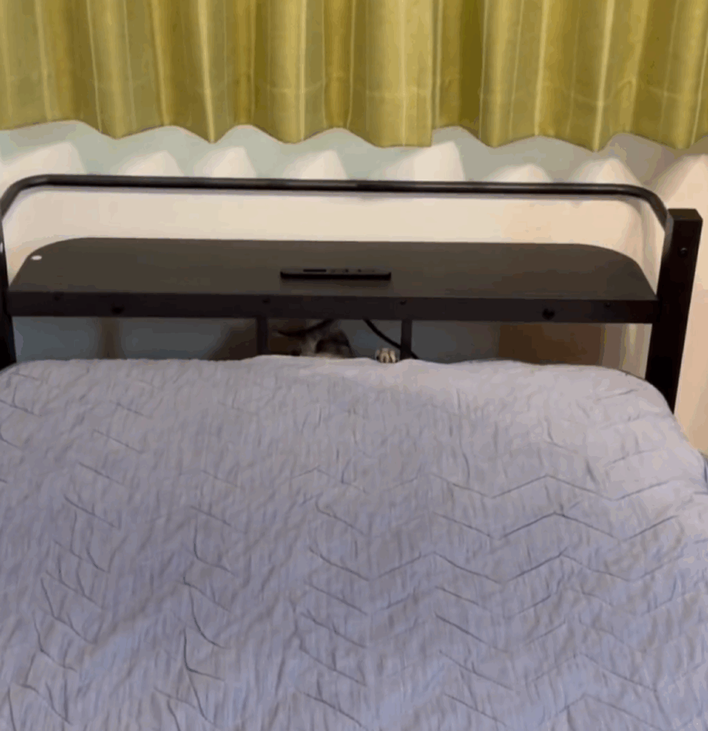 引っ込むあんこくん（@cat_anko3さんより提供）