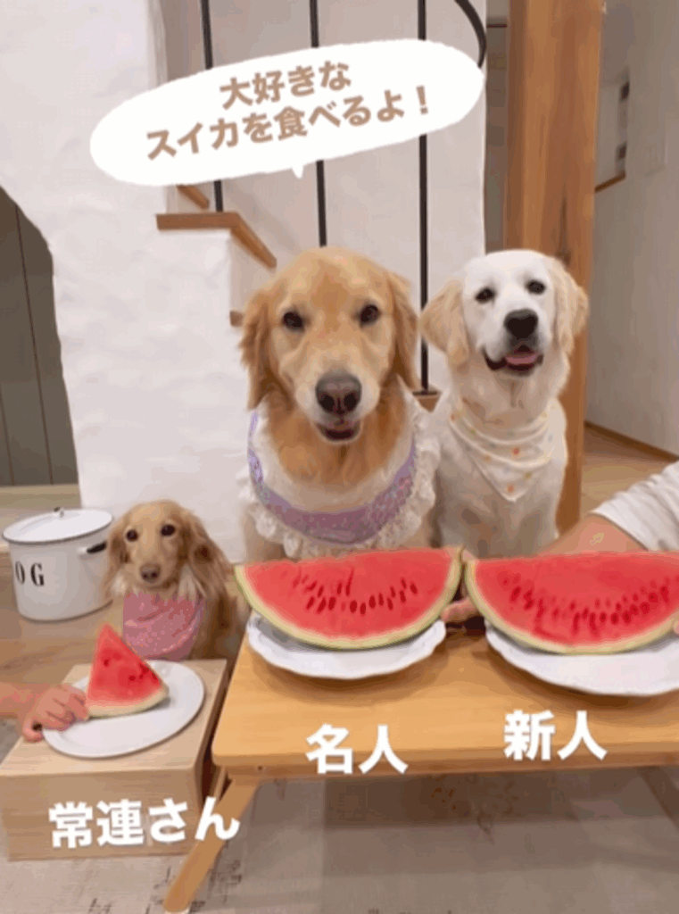 3匹でスイカを食べる（@tansokumikanさんより提供）