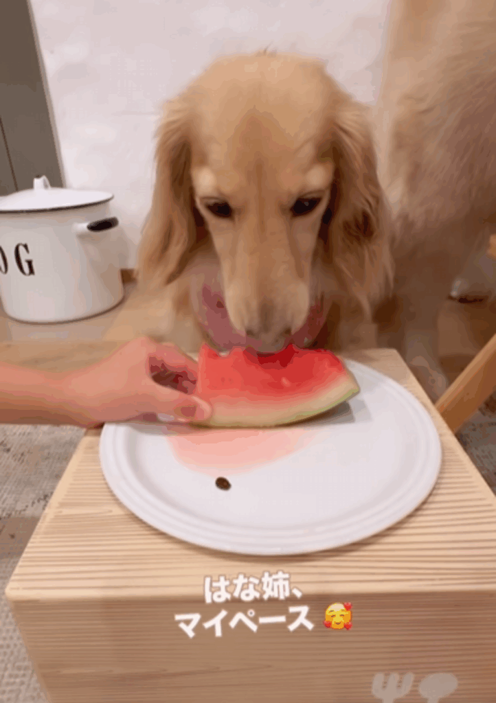 マイペースで食べるはなちゃん（@tansokumikanさんより提供）