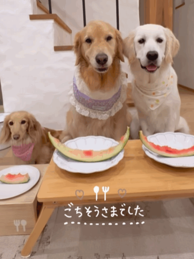 ごちそうさまでした！（@tansokumikanさんより提供）