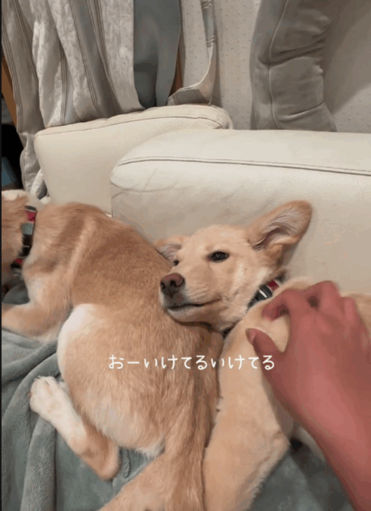 まったりくつろぐところを撫でる（@kukai_hogokenさんより提供）