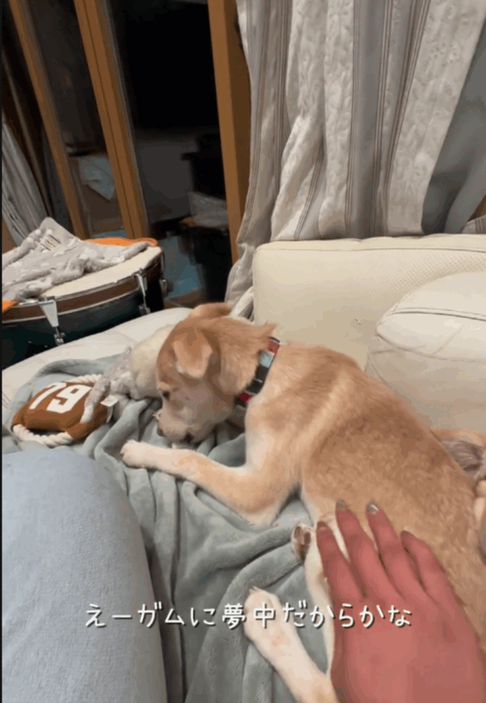 撫でても逃げないように（@kukai_hogokenさんより提供）