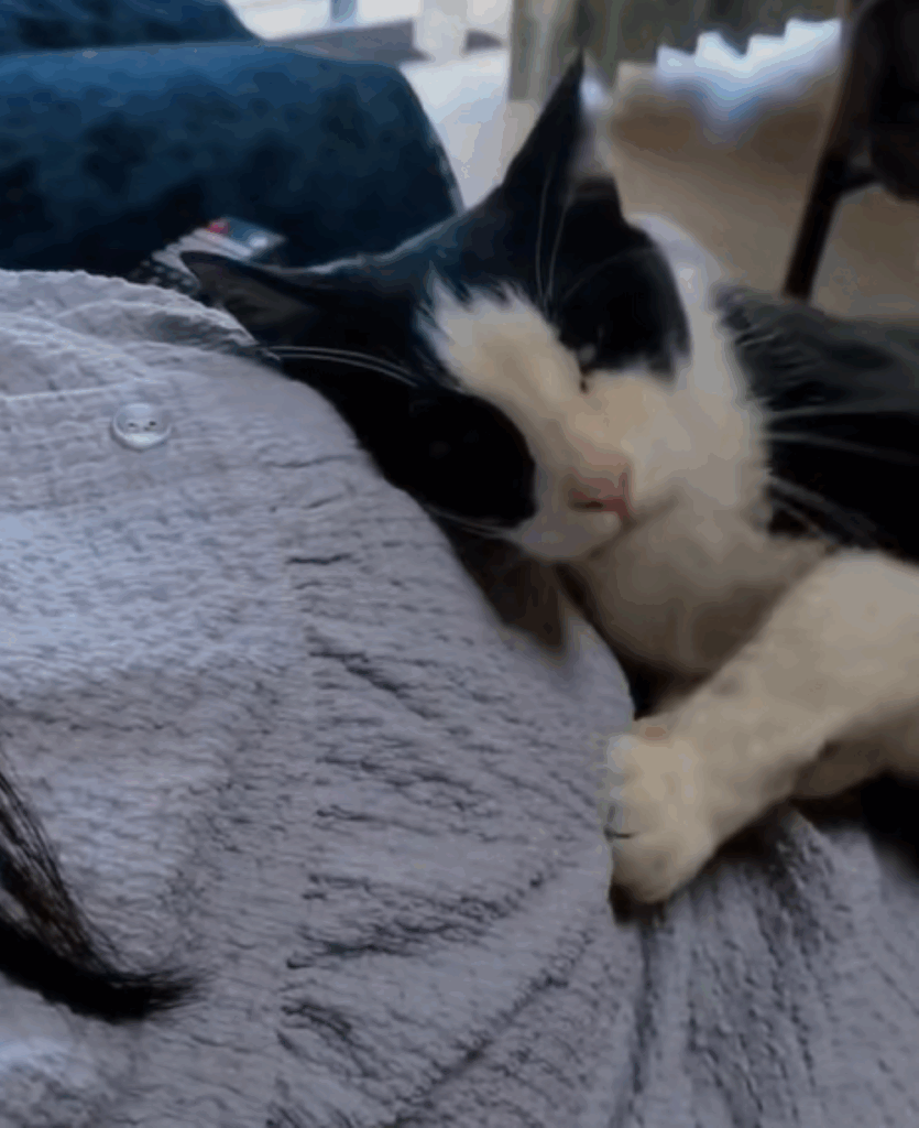 れおんくん①（＠hinamelo313さんより提供）