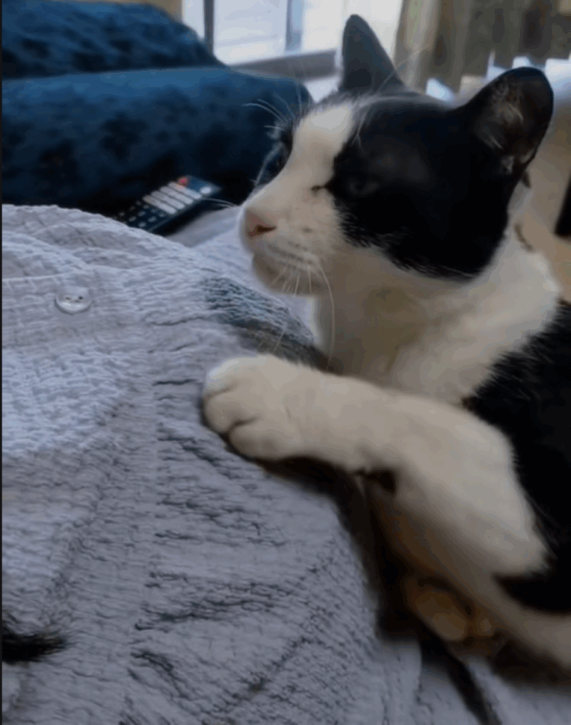 れおんくん②（＠hinamelo313さんより提供）