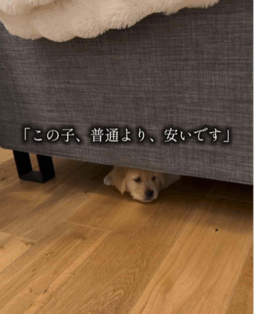 【実際の写真】　安かった理由