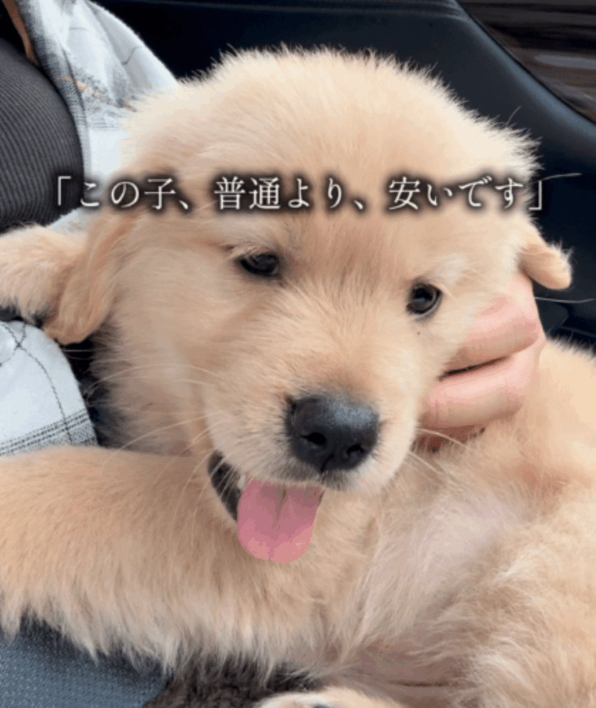 モナちゃん③（＠tomo.home.06さんより提供）