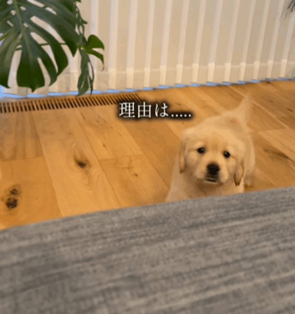 モナちゃん（＠tomo.home.06さんより提供）