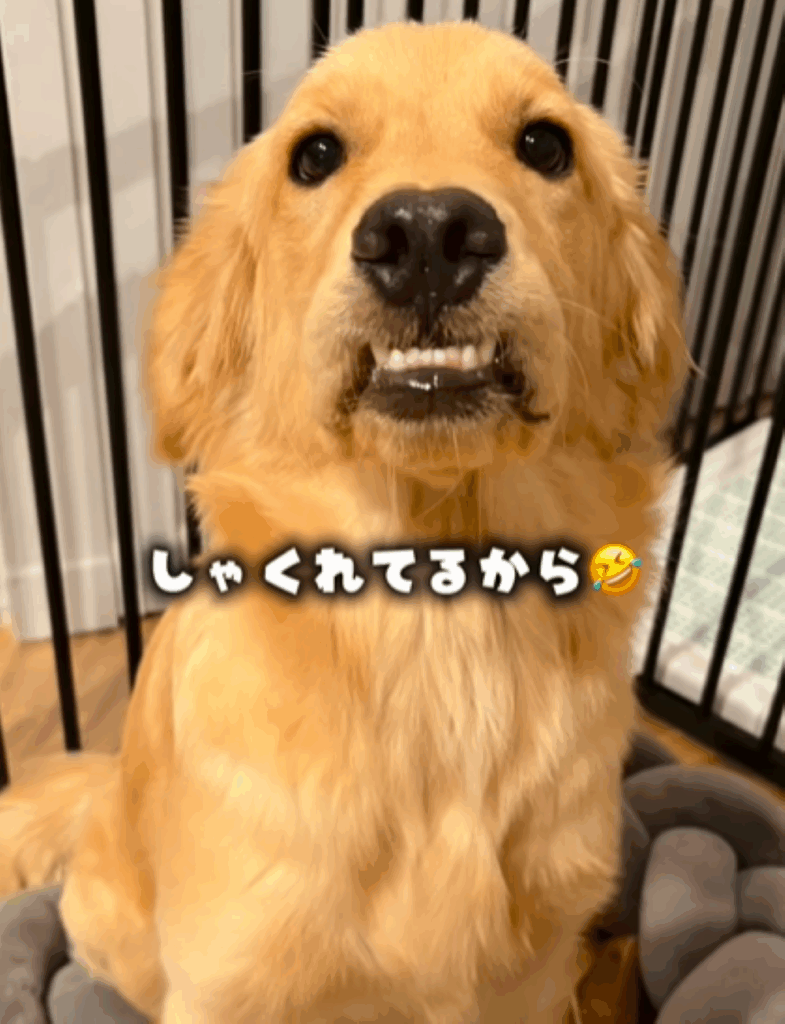 モナちゃん①（＠tomo.home.06さんより提供）