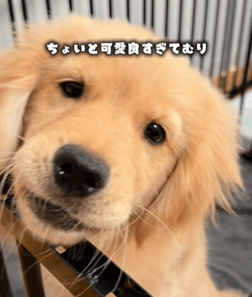 モナちゃん⑤（＠tomo.home.06さんより提供）